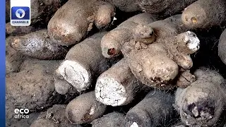 Bio-Pesticide Transforms Farming In Ivory Coast, Clean Energy In Uganda + More | Eco Africa