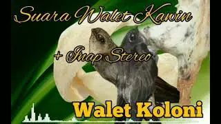 Suara walet kawin + inap Stereo