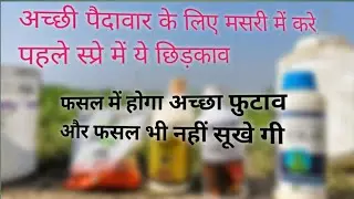 मसूर की फसल की अच्छी पैदावार के लिए करे ये 4 अनोखे दवाईयो का स्प्रे
