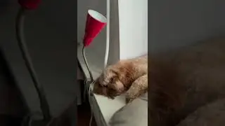 #dog#sleep#relaxing#dogshorts#animals#puppy#cavapoo#собака#животные#милыеживотные#animals#life#like
