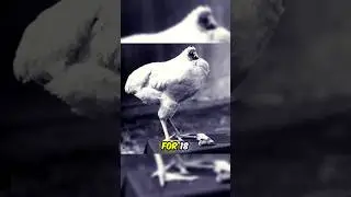 The Chicken That Lived Without a Head?!