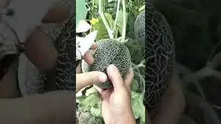 🤩😱Farm Fresh Ninja Fruit | Ajoyib, buni alnatta ko&lsquo;ring!