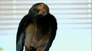Hilarious!  The smartest African Grey Parrot, TALKING - singing, and making vacuum sounds.