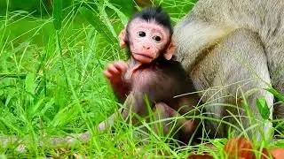 Super cute newborn monkey Jinx, The smallest baby monkey in group