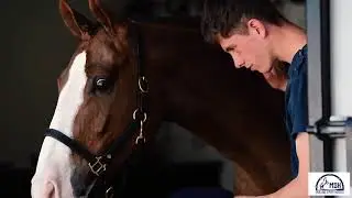 MSH Mullins Sport Horses 2018