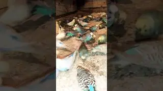 Winter Care for Budgies #puneribudgies