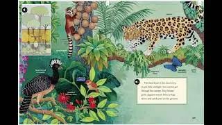 Rain Forests   Wonders U4W1