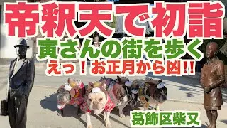 わぁ！！ お正月から凶って💦　【 フレンチブルドッグ french_bulldog 】愛犬と 帝釈天 で 初詣