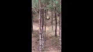 Giant Gator In The Deer Woods