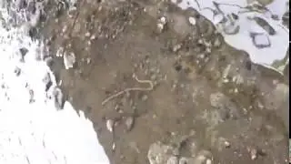 Walking worm timelapse