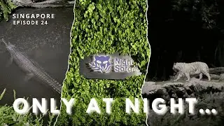 We Visited the World’s First Night Safari in Singapore | Southeast Asia Travel Vlog Episode 24