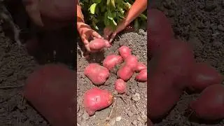 Harvesting Potatoes by Hand | Village Life #agriculture #potato #shorts @KrishiTechnique