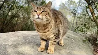 大声の挨拶で迎えてくれた猫あずきが仲間と喜び合ってかわいい