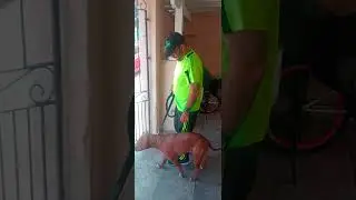 @alberto3848 COMO TIRAR ANSIEDADE DO C&Atilde;O PARA PASSEAR, TOBIAS RA&Ccedil;A PITBULL