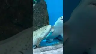 This kind of shark will nibble on each other&rsquo;s little hands to show their affection.#animal #shorts