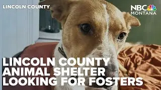 Lincoln County Animal Shelter looking for fosters