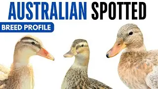 Australian Spotted Duck Breed Profile History Health Issues - Australian Spotted Egg Ratio Lifespan