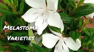 Melastoma varieties/ Malayalam