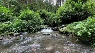 Ease your inner noise with peaceful river ambience in a soft green forest to guide you into sleep