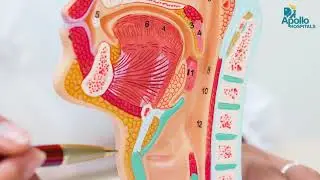 I-Bronchial Thermoplasty: Ukwelashwa Kwesifuba Esibi Kakhulu | Dr. Ilangho | Apollo Hospitals