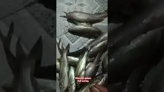 Mancing wering #kalijambe #ikanketing #mancing #kalicemoro #sangiran #mancingmalamhari