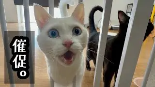 そこにおやつがあるのは知っている【白黒猫とおやつ】