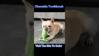 Dog Chewable Toothbrush