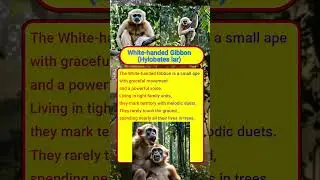 Curious Info #041 &ndash; White-handed Gibbon (Hylobates lar) #primates #gibbon #rainforest