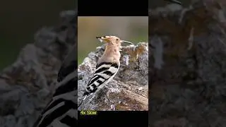 Murgh - E  - Suleman |Hudhud Bird