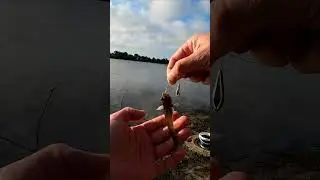Как насадить бычка