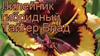 Лилейник гибридный Тайгер Блад (hemerocallis) 🌿 обзор: как сажать, рассада лилейника Тайгер Блад