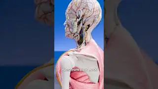 Why Hitting Your Funny Bone Hurts 😬