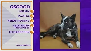 Pawfect Match: Meet Osgood!