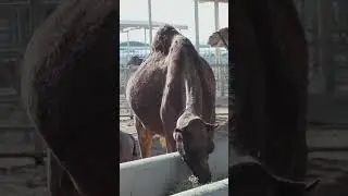 Why camel milk is so expensive. #milk #camelmilk #nutrition