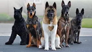 10 Most Iconic Asian Dog Breeds
