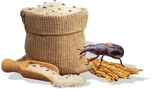 Grain insect and egg removing machine #agriculture #rice #makhana #wheat #machine 
