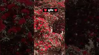 #uttrakhandi #kumauni #love #songs #buransh #