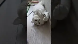 кот балдеет #чил #кот #котики  #shorts #top #cat #cats #relaxing