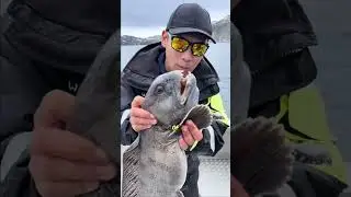 why fishermen fear catching wolf fish #shorts