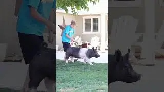 Washing and Training your show pig for a livestock show. #showpigs #livestockshow