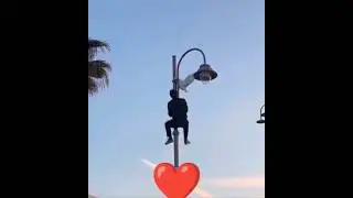Save e the birds