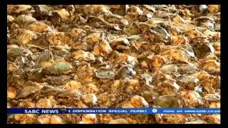 Two Chinese and a South African arrested for abalone busts