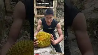 Chinese can split this durian with bare hands