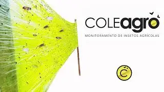 Yellow Glue - Capturar insetos de forma simples