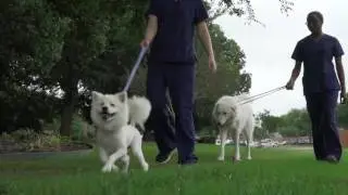 Veterinary Hospital marketing video Flower Mound Texas