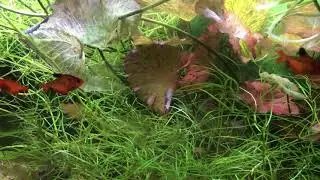 Meine LIEBLINGSFISCHE &ndash; Teil eins SALMLER