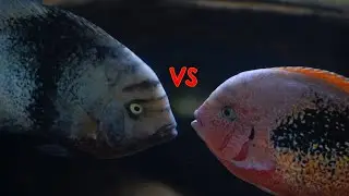 Instinct Made These Fish Fight