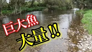 道東の川に潜ったらデカい魚に囲まれた