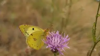 Szlaczkoń siarecznik&nbsp;(Colias hyale)&nbsp;😊😁samczyk😁👍