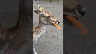 #canada #malayalam #travel #shortvideo #shortsfeed #animal #animalshorts #shorts #trend #video